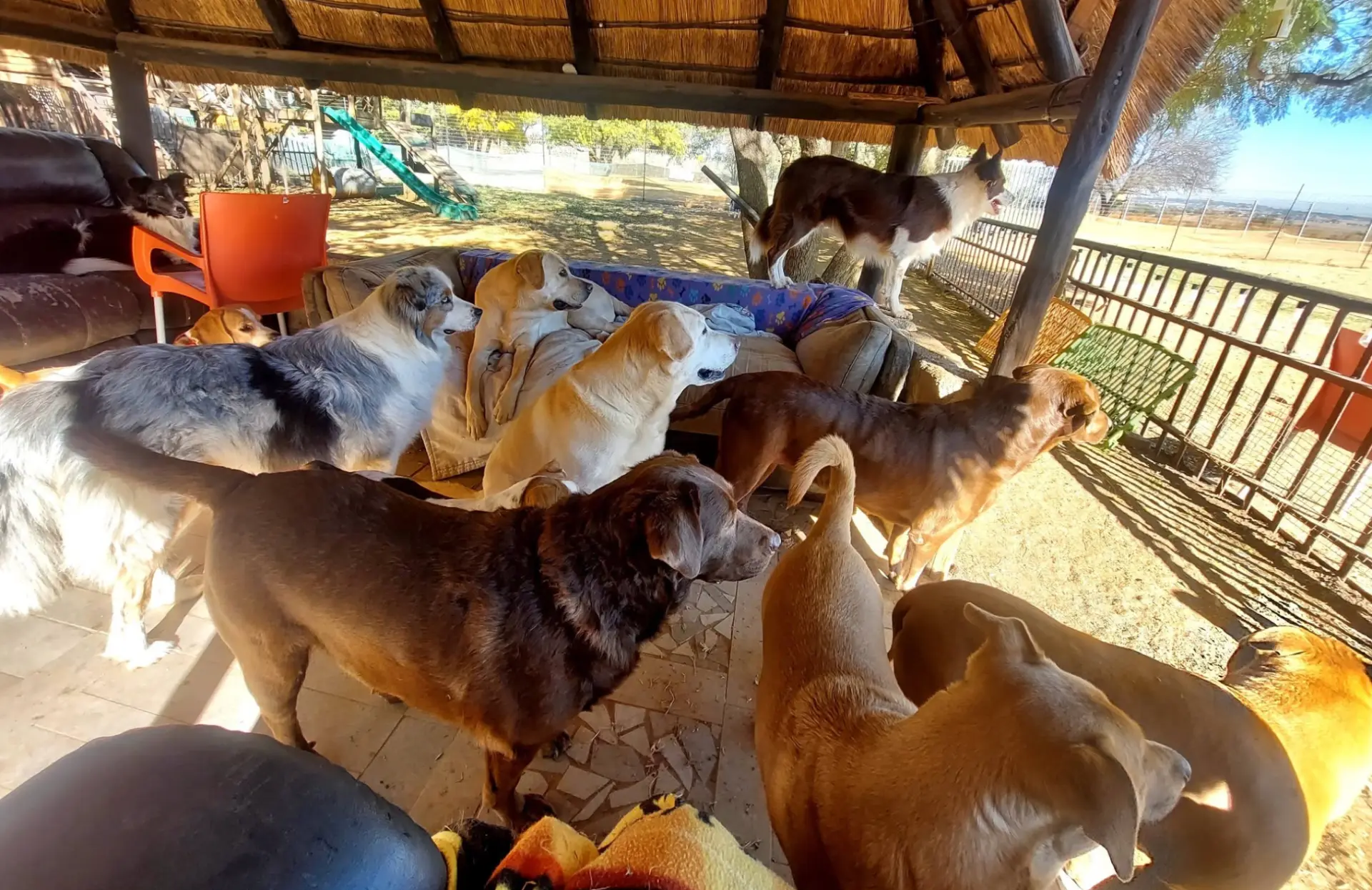 A big group of dogs relaxing together on couches under the thatched lapa, with the open farm and fenced field beyond