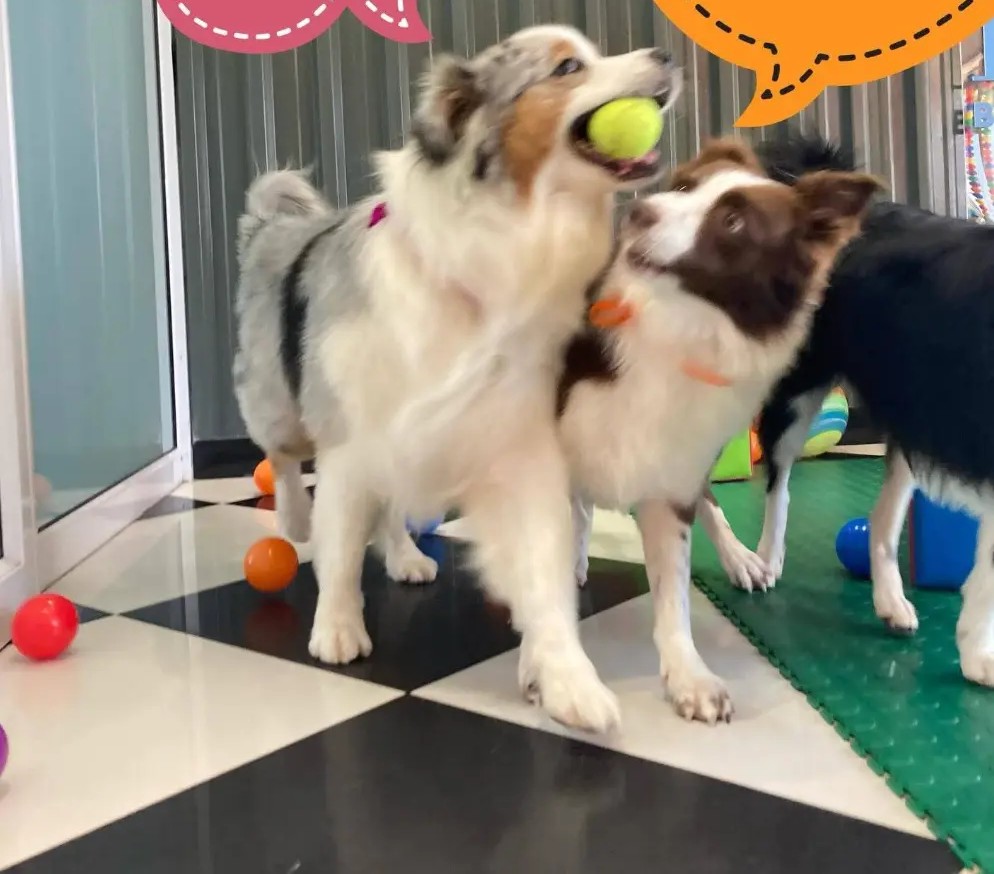 Two dogs playing with a tennis ball in the indoor play area