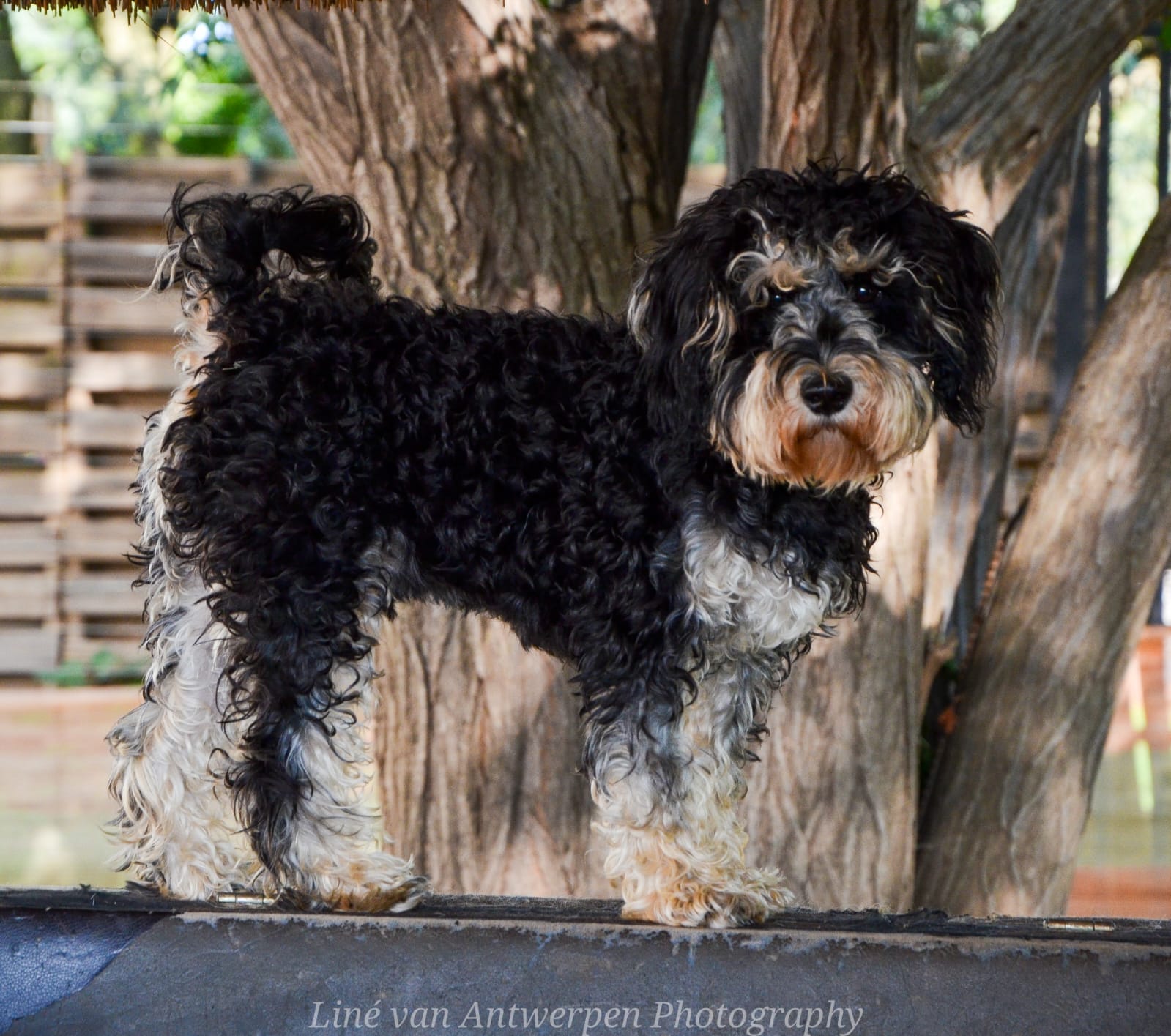 A curly coated black and white dog standing under the trees at Centurion Bark Farm