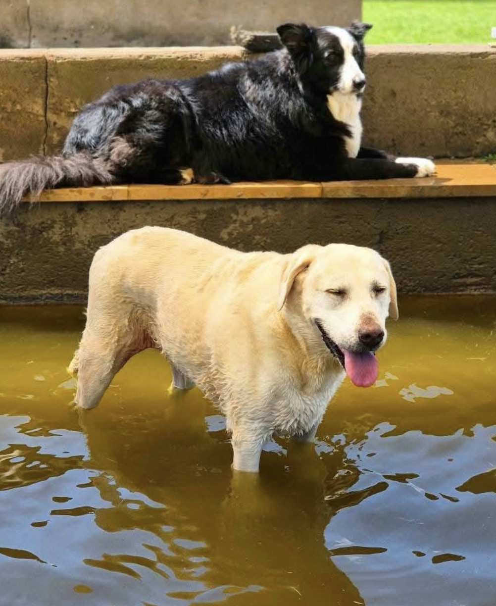 A labrador cooling off in the dog pool while a collie rests on the edge