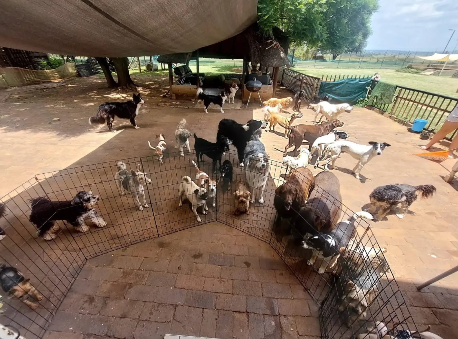 A large group of dogs playing together in the shaded paved yard at Centurion Bark Farm