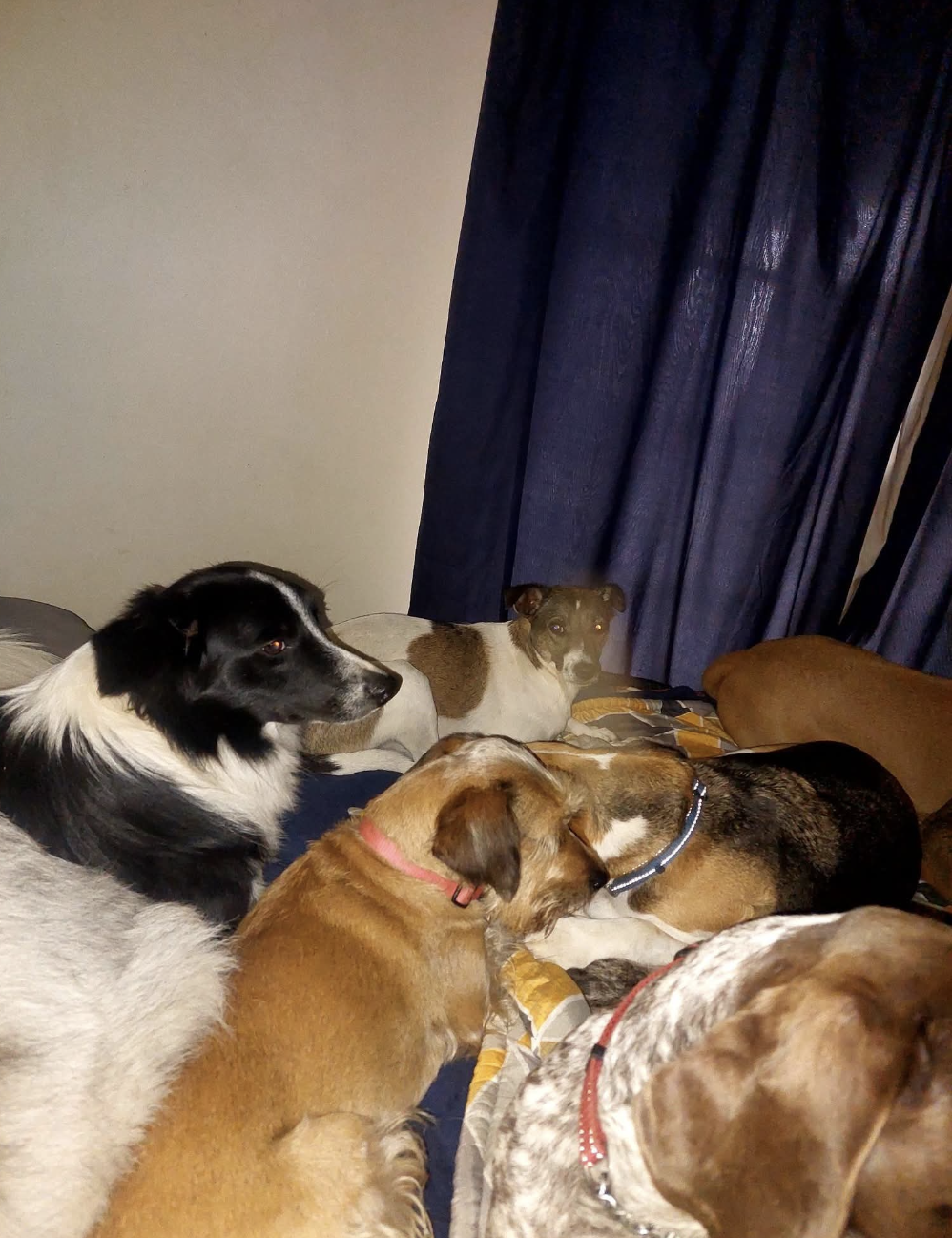 A group of dogs settling down together indoors on the beds at bedtime