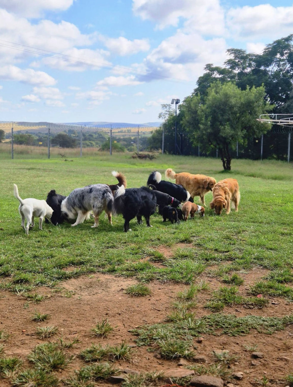 A pack of dogs sniffing through the grass in the big fenced field with hills beyond