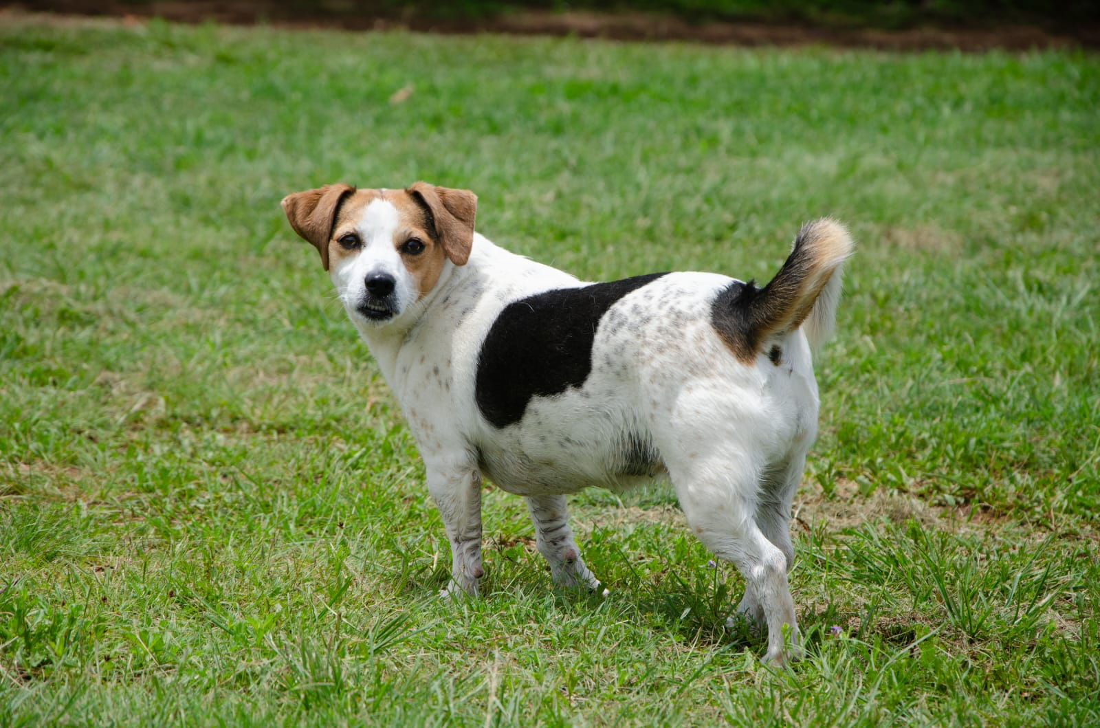 A Jack Russell standing alert on the green grass at Centurion Bark Farm