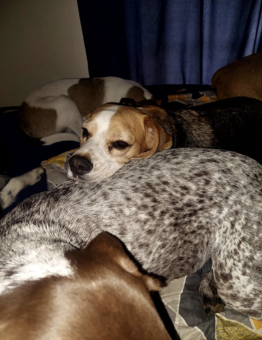 A beagle resting its head on another dog while the pack sleeps indoors