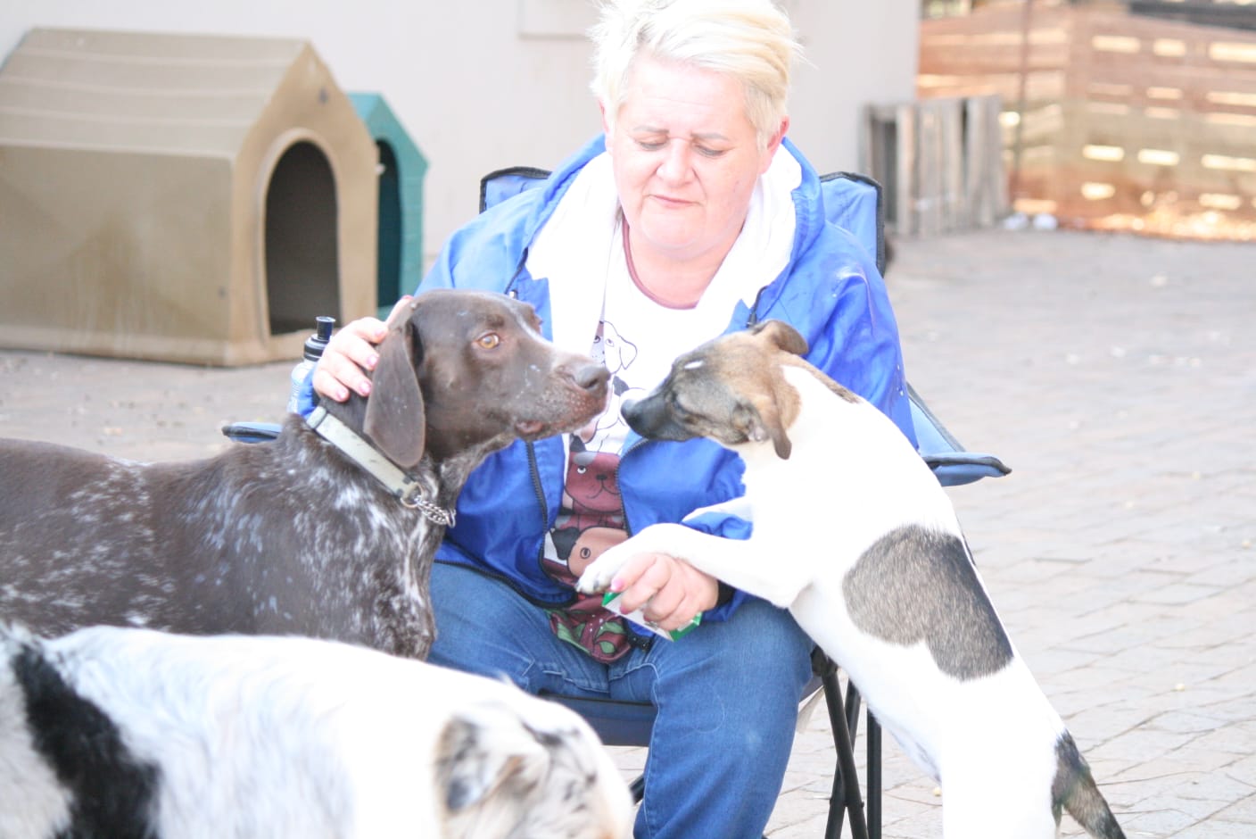 Julie sitting in the paved yard handing out treats while dogs gather around her