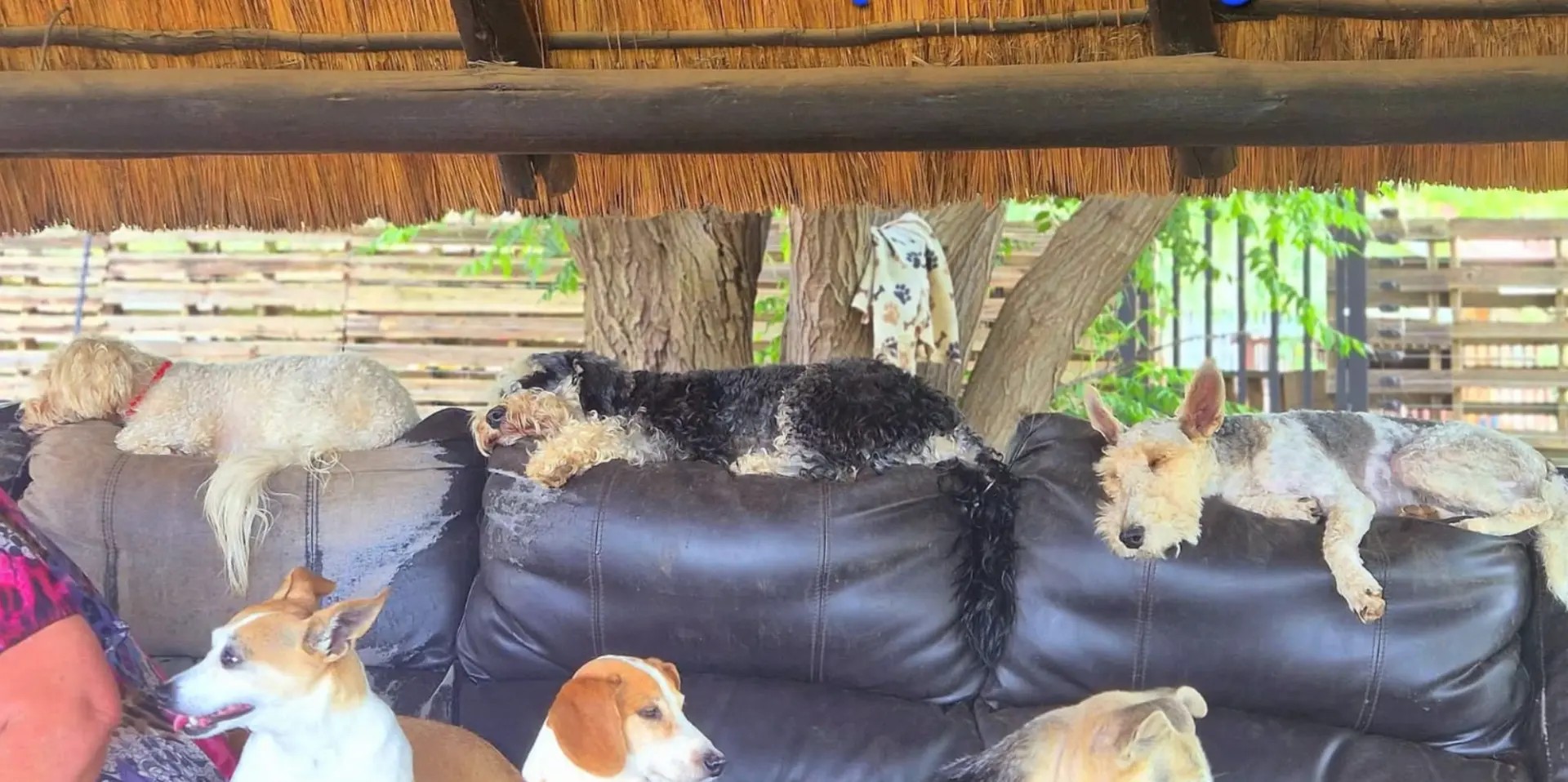 Dogs napping on couches under the thatched lapa at Centurion Bark Farm